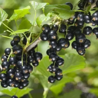 Смородина черная БЕН КОНАН в Самохваловичи