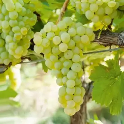 Виноград КИШМИШ МУСКАТНЫЙ в Самохваловичи