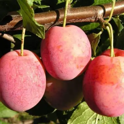 Слива ВИКТОРИЯ в Самохваловичи