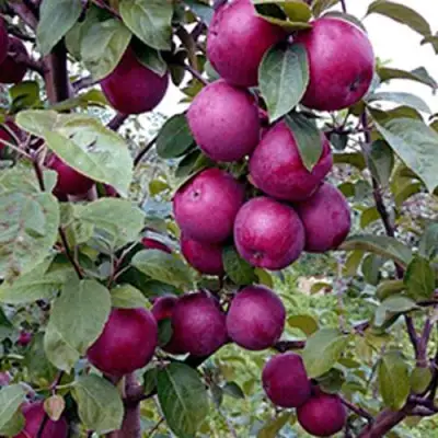 Яблоня СПАРТАН в Самохваловичи