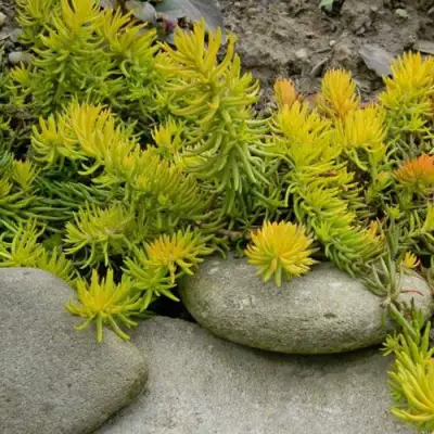 Очиток (седум) АНГЕЛИНА оттогнутый в Самохваловичи