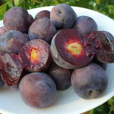 Сливово-вишневый гибрид МЕЙНОР в Самохваловичи