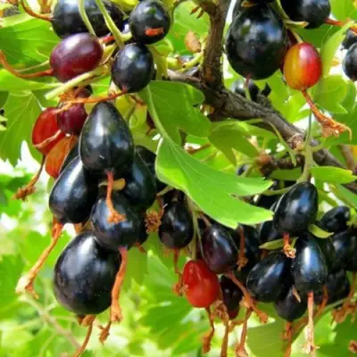 Смородина золотистая БОКАЛИНСКАЯ в Самохваловичи