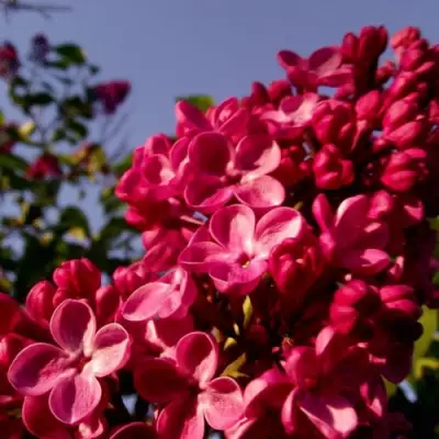 Сирень КРАСНАЯ МОСКВА в Самохваловичи