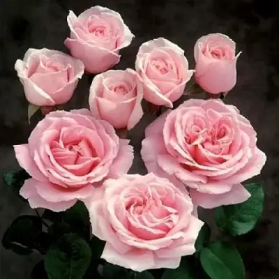 Роза ФРЕДЕРИК МИСТРАЛЬ чайно-гибридная в Самохваловичи