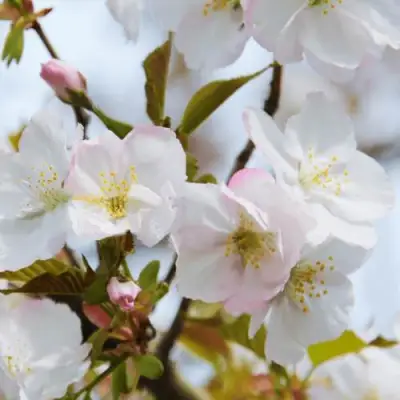 Вишня ОКАМЕ в Самохваловичи