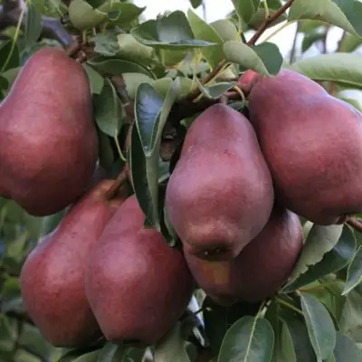 Груша РЕД ВИЛЬЯМС в Самохваловичи