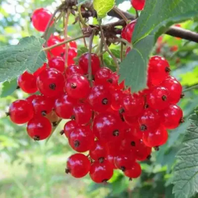 Смородина красная КРАСНАЯ АНДРЕЙЧЕНКО в Самохваловичи