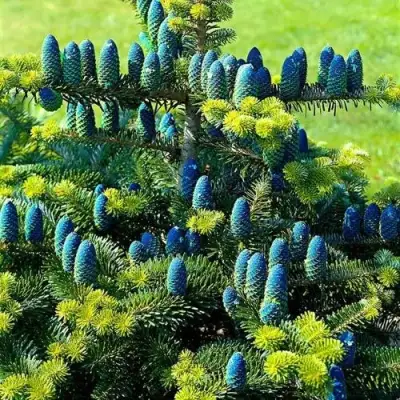 Пихта корейская  в Самохваловичи