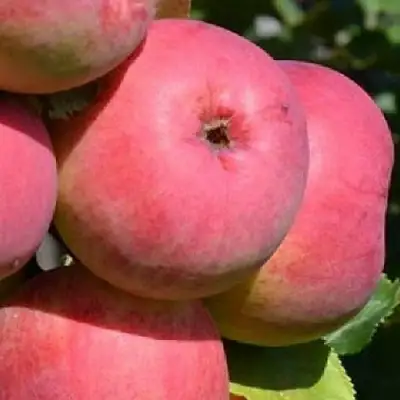 Яблоня ВЭМ-РОЗОВЫЙ в Самохваловичи