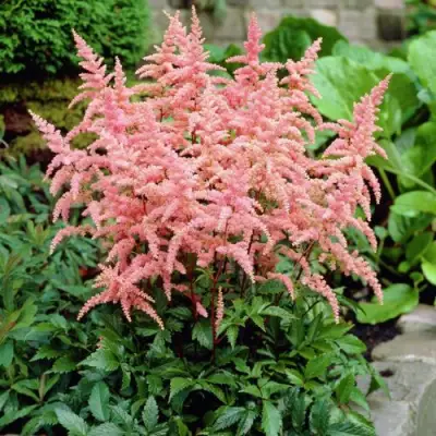 Астильба БРЕССИНГЕМ БЬЮТИ Арендса в Самохваловичи