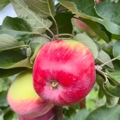 Яблоня АРБАТ колонновидная в Самохваловичи