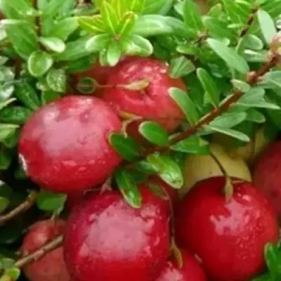 Клюква ХОЛЬШТАЙН в Самохваловичи