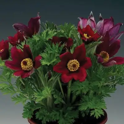 Прострел ПИНВИЛ РЕД ШЕЙДЕС в Самохваловичи