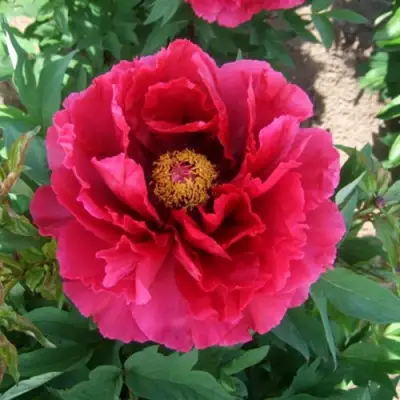 Пион КРАСНЫЙ ГИГАНТ древовидный в Самохваловичи