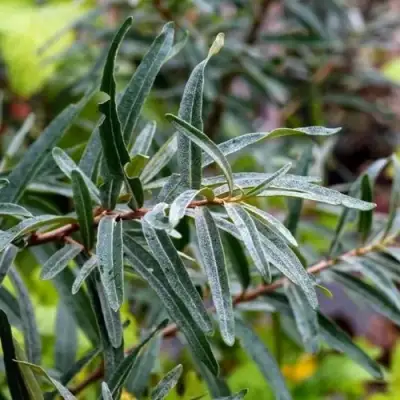 Облепиха АДАМ (МУЖСКАЯ) в Самохваловичи