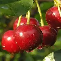 Дюк ПРЕВОСХОДНАЯ ВЕНЬЯМИНОВА в Самохваловичи