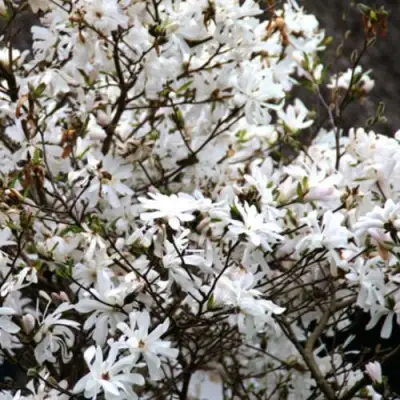 Магнолия СТЕЛЛАТА в Самохваловичи