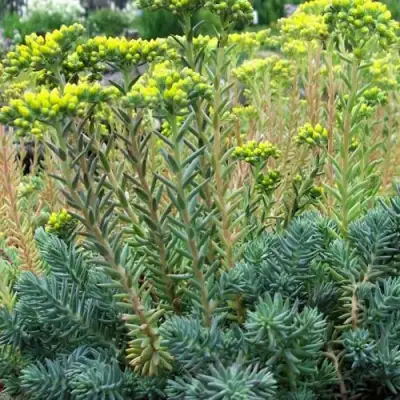 Очиток (седум) отогнутый в Самохваловичи