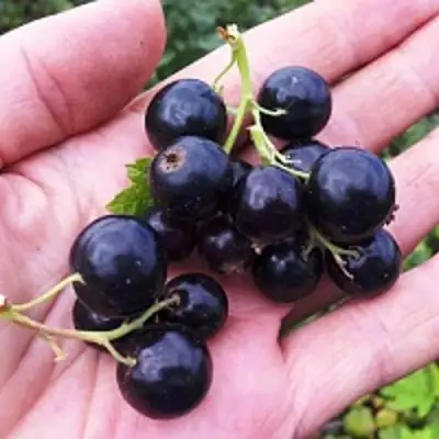 Смородина чёрная ГЕРКУЛЕС в Самохваловичи