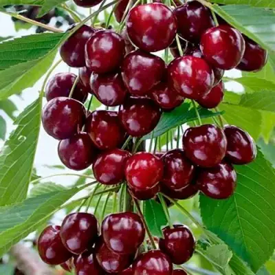 Черешня ХЕЛЕНА колоновидная в Самохваловичи