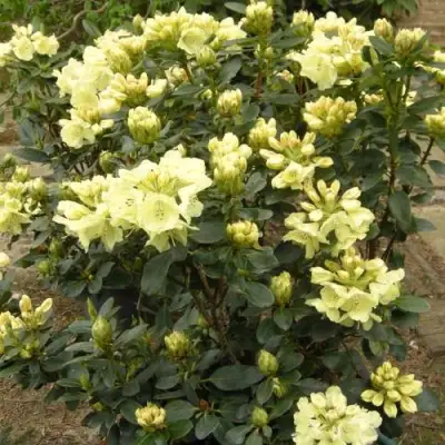 Рододендрон ГОЛДКРОН в Самохваловичи