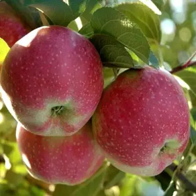 Яблоня АЛЬВА в Самохваловичи