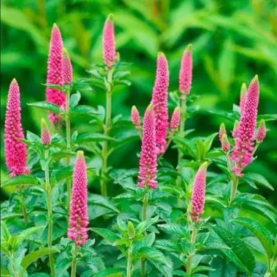 Вероника РОНИКА ФУКСИЯ в Самохваловичи