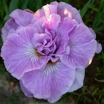 Ирис ИМПЕРИАЛ ОПАЛ сибирский в Самохваловичи