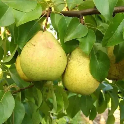 Груша ВЕЛИКАЯ ЛЕТНЯЯ (БОЛЬШАЯ ЛЕТНЯЯ) в Самохваловичи