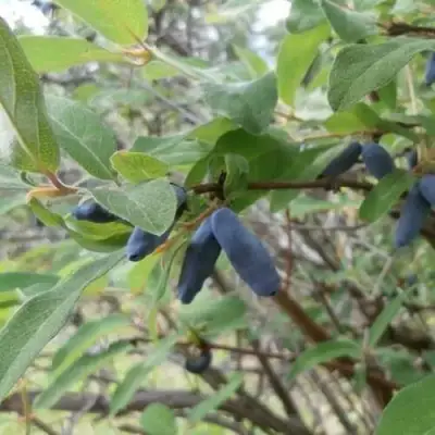 Жимолость съедобная ПУШКИНСКАЯ в Самохваловичи