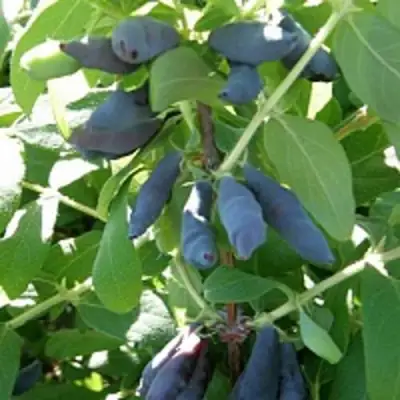 Жимолость съедобная НИМФА (ГАММА) в Самохваловичи