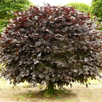 Бук лесной АТРОПУНИЦЕА в Самохваловичи