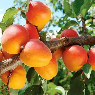 Абрикос ТРИУМФ СЕВЕРНЫЙ в Самохваловичи