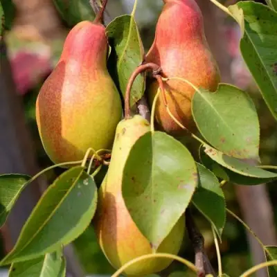 Груша РУССКАЯ КРАСАВИЦА (КРАСАВИЦА ЧЕРНЕНКО) в Самохваловичи