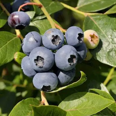 Голубика ШАНТЕКЛЕР в Самохваловичи