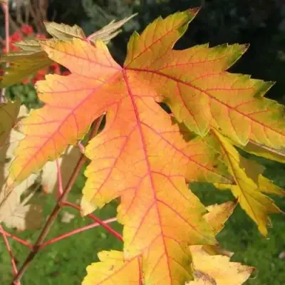 Клен серебристый в Самохваловичи