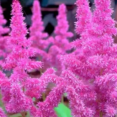 Астильба АМЕТИСТ Арендса в Самохваловичи