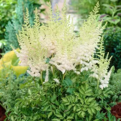 Астильба МИЛК ЭНД ХАНИ китайская в Самохваловичи