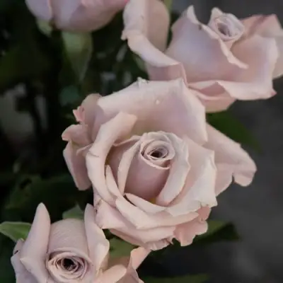 Роза МЕНТА чайно-гибридная в Самохваловичи