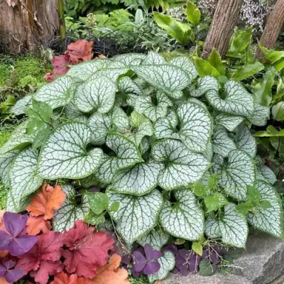 Бруннера ДЖЭК ФРОСТ в Самохваловичи