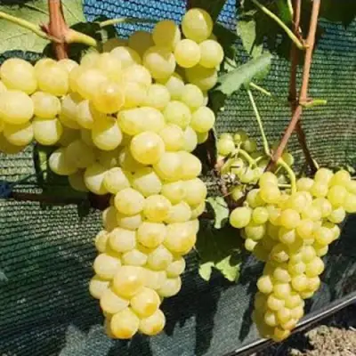 Виноград КИШМИШ ЗОЛОТЦЕ в Самохваловичи