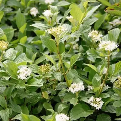 Дерен ФЛАВИРАМЕА отпрысковый в Самохваловичи