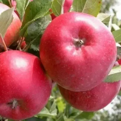 Яблоня ПОСПЕХ в Самохваловичи