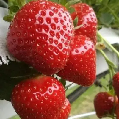 клубника Аргентера