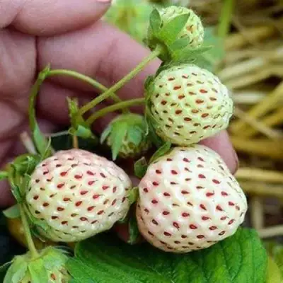 Клубника АНАНАСА ремонтантная в Самохваловичи