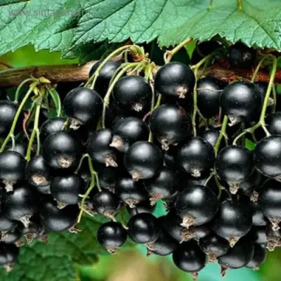 Смородина черная БЕН КОНАН в Самохваловичи