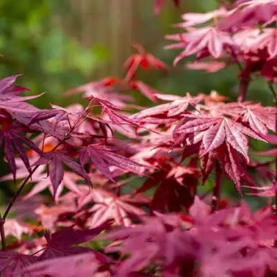 Клен дланевидный АТРОПУРПУРЕУМ в Самохваловичи