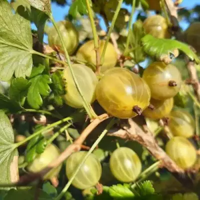 Крыжовник БЕЛОРУCСКИЙ САХАРНЫЙ 2 в Самохваловичи