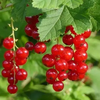 Смородина красная РОНДОМ в Самохваловичи